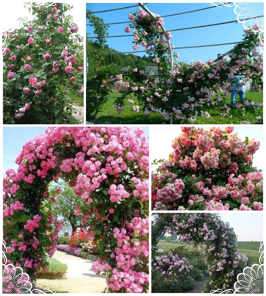 Jasmina róże pnące